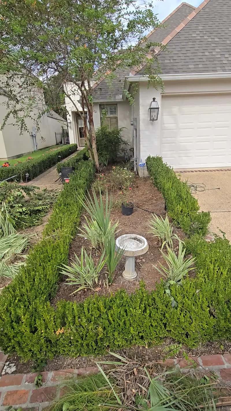 Overgrown bed before a Baton Rouge hedge trimming and cleanup
