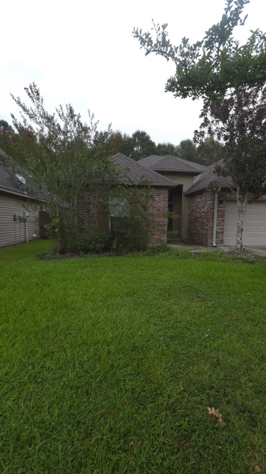 Overgrown front flower bed with weeds and a crape myrtle along a brick house in Denham Springs, LA before cleanup.