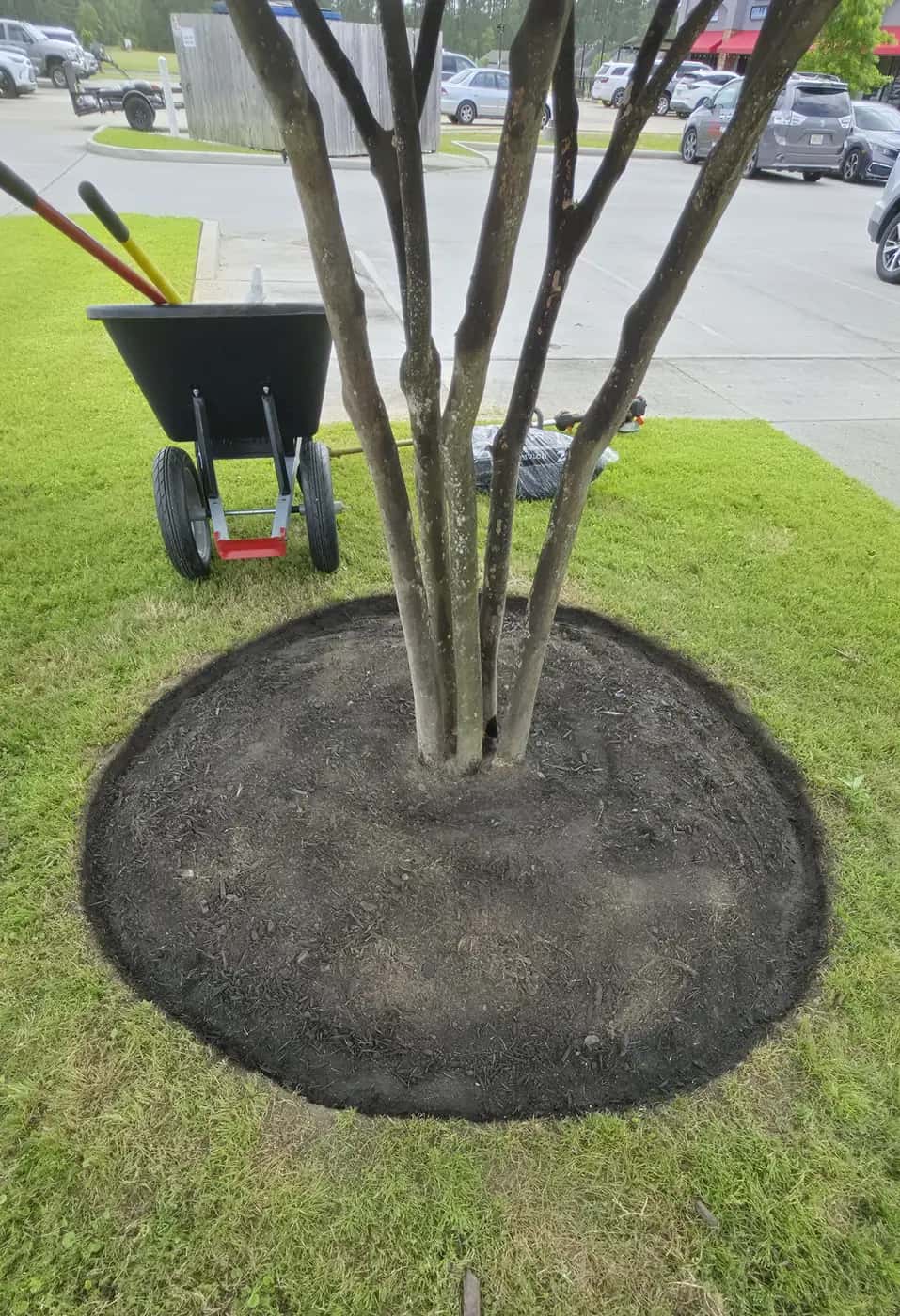 Fresh mulch tree ring around a crape myrtle on a commercial lawn in Livingston, LA, with a wheelbarrow nearby.
