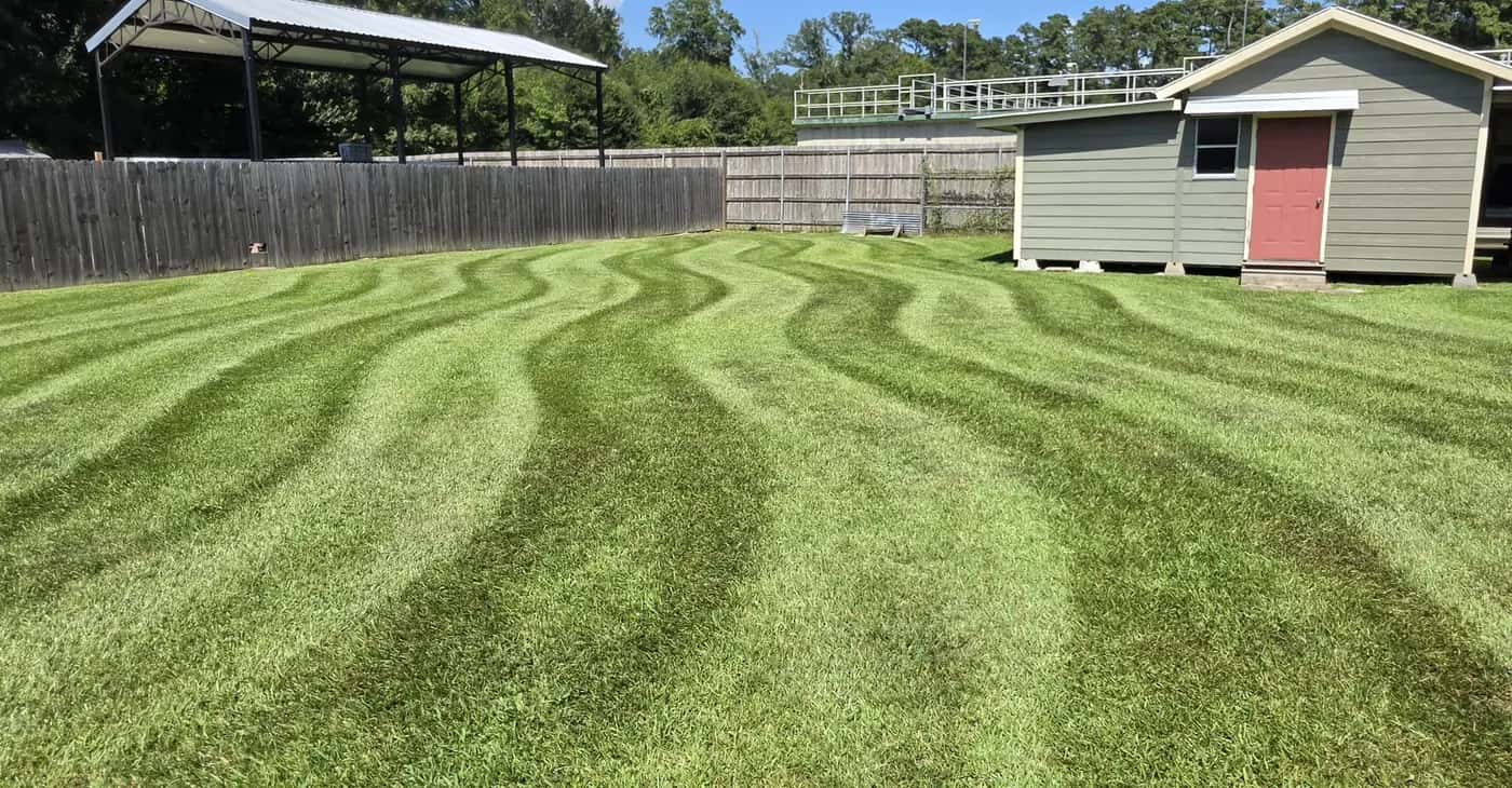 Wavy mowing stripes across a fenced backyard lawn in Walker, LA, with a green storage shed and pavilion behind.