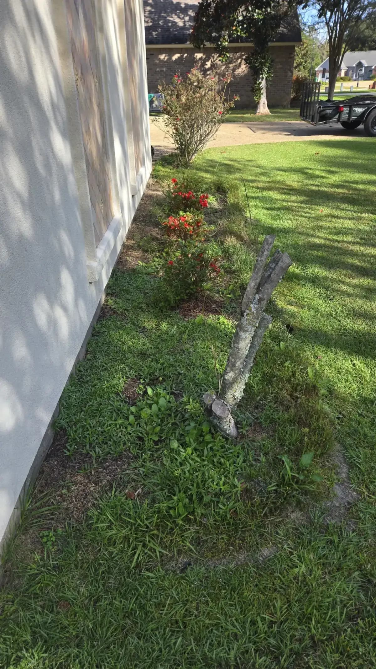 Overgrown residential side bed with weeds, a tree stump, and red azaleas before mulch and edging.