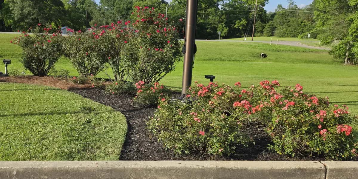 Commercial front bed in Clinton, LA with red and pink flowering shrubs, fresh mulch, and a clean lawn edge.