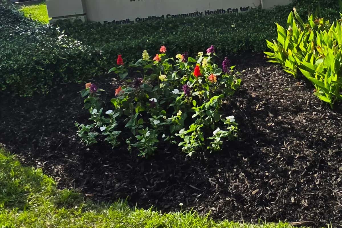 Entrance bed at a medical complex in Clinton, LA with red celosia and white vinca in fresh black mulch.