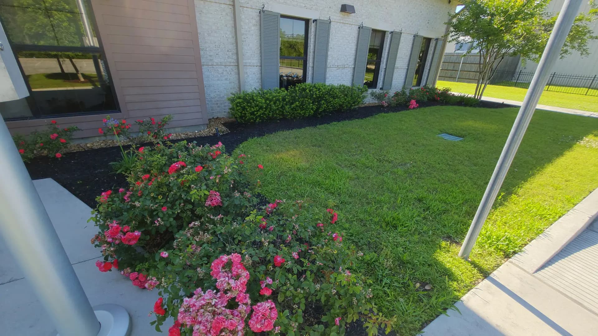 Color-rich shrub and rose garden design along building walkway in Livingston, LA