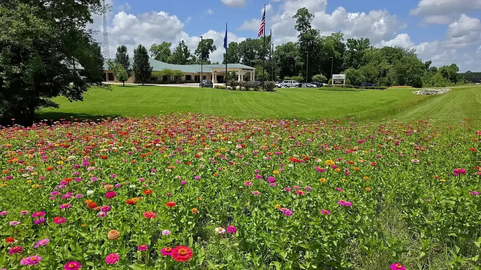 Colorful wildflower meadow bed at RKM headquarters in Clinton, LA