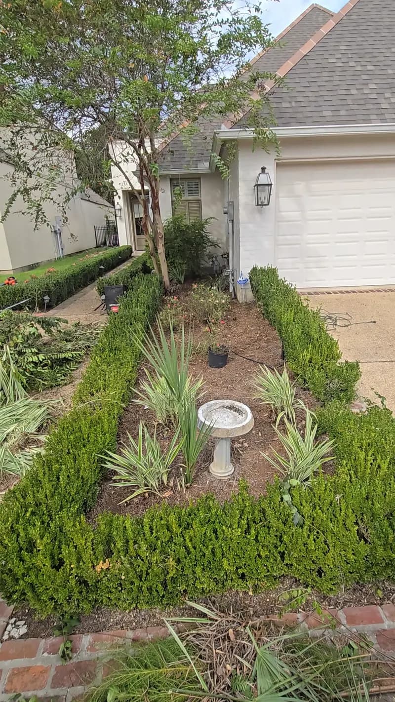 Crisp hand-trimmed hedges and weeded flowerbed cleanup in Baton Rouge