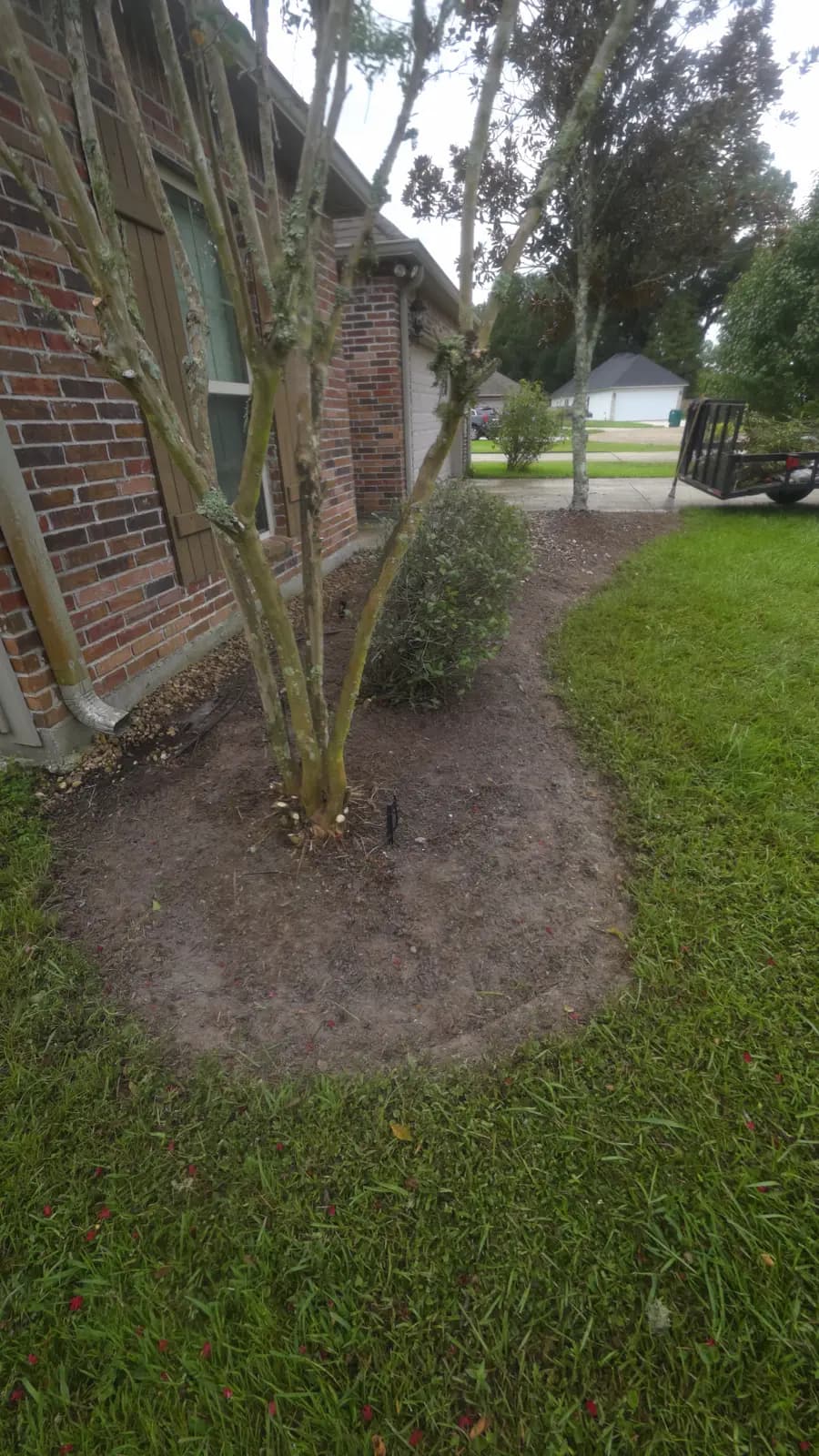 Bare soil bed prep with a multi-trunk crape myrtle along a brick house in Denham Springs before black mulch.