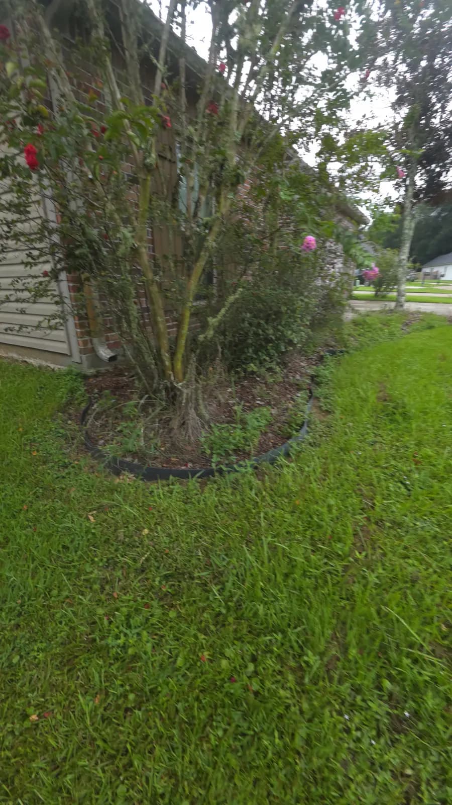 Overgrown corner bed with a pink-flowering crape myrtle and weedy plastic edging at a Denham Springs brick house.