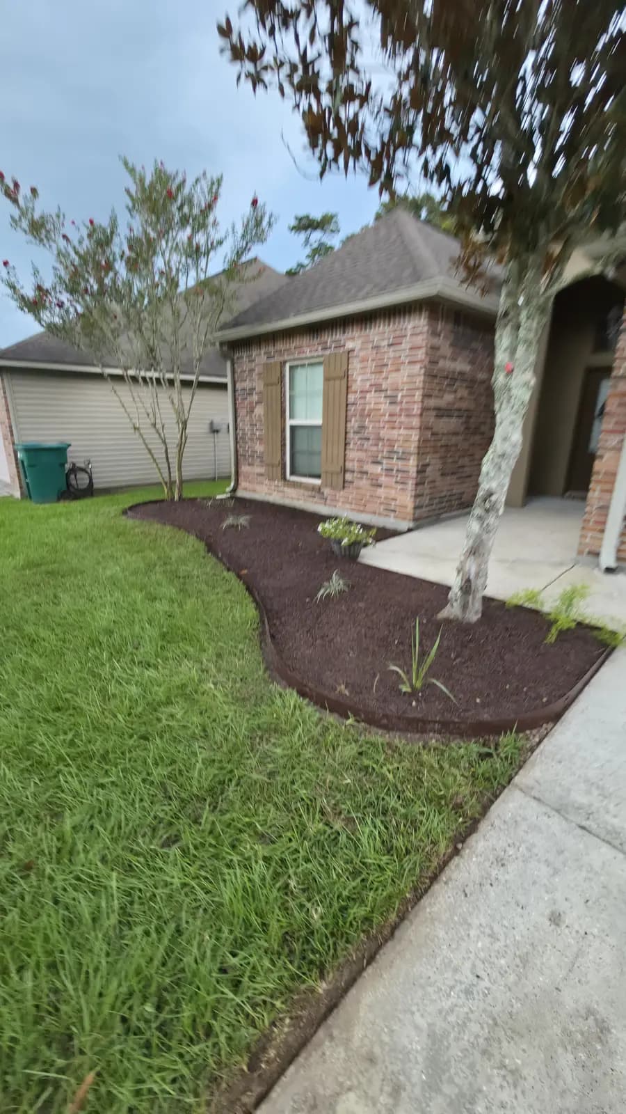 Angled view of the finished black-mulch front bed with steel edging and a crape myrtle at a Denham Springs brick house.