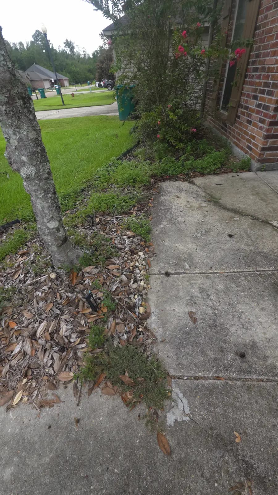 Weedy walkway flower bed with leaf litter and a pink crape myrtle beside a brick house in Denham Springs, LA.