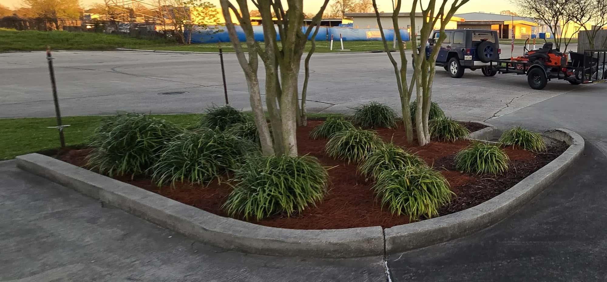Commercial entrance bed in Port Allen, LA with crape myrtles, lush green groundcover, and fresh red mulch inside a curbed island.