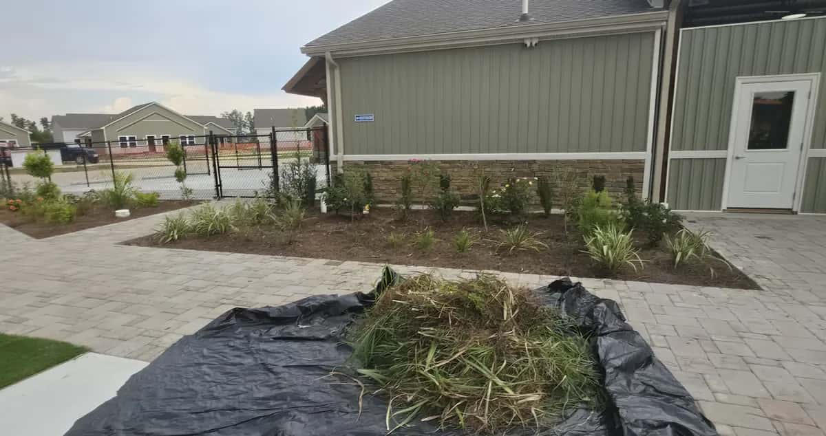 Pulled weeds piled on a tarp beside a cleaned-out commercial landscape bed in Satsuma, LA.